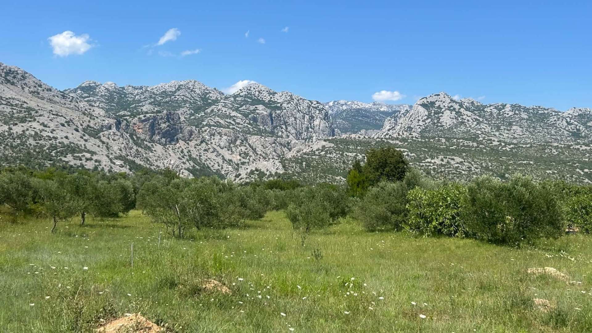 Maslinici pod Velebitom